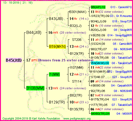 Pedigree of B45(JtB) :
four generations presented<br />it's temporarily unavailable, sorry!