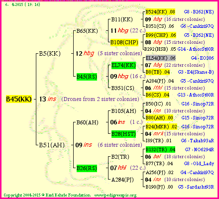 Pedigree of B45(KK) :
four generations presented