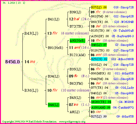 Pedigree of B45(LJ) :
four generations presented
it's temporarily unavailable, sorry!