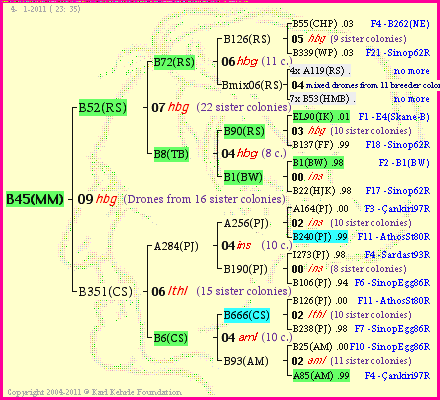 Pedigree of B45(MM) :
four generations presented