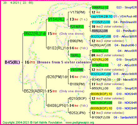 Pedigree of B45(RL) :
four generations presented
it's temporarily unavailable, sorry!