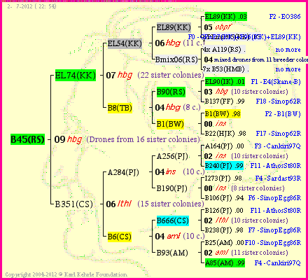 Pedigree of B45(RS) :
four generations presented