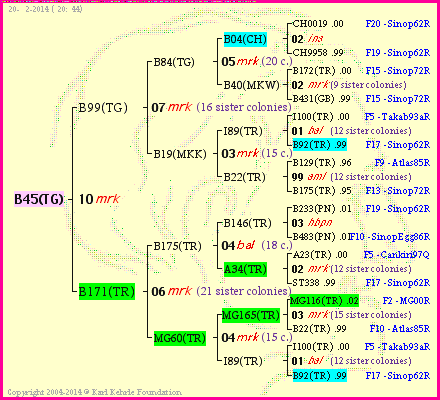 Pedigree of B45(TG) :
four generations presented