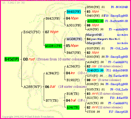 Pedigree of B45(TP) :
four generations presented