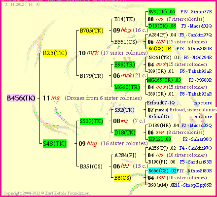 Pedigree of B456(TK) :
four generations presented