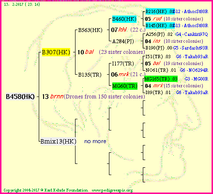 Pedigree of B458(HK) :
four generations presented