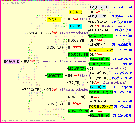 Pedigree of B46(AH) :
four generations presented