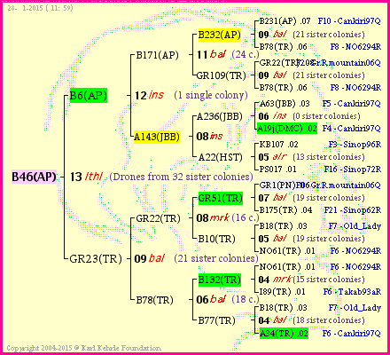 Pedigree of B46(AP) :
four generations presented