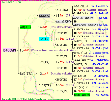 Pedigree of B46(AP) :
four generations presented