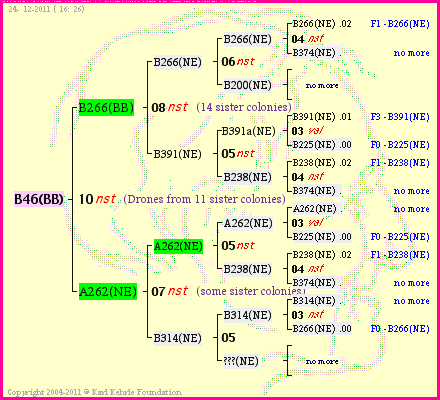 Pedigree of B46(BB) :
four generations presented