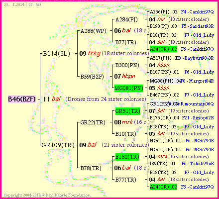 Pedigree of B46(BZF) :
four generations presented