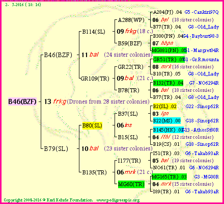 Pedigree of B46(BZF) :
four generations presented