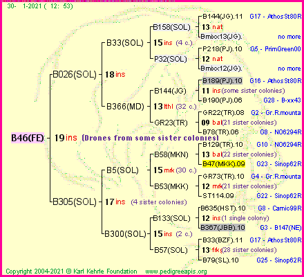 Pedigree of B46(FE) :
four generations presented
it's temporarily unavailable, sorry!