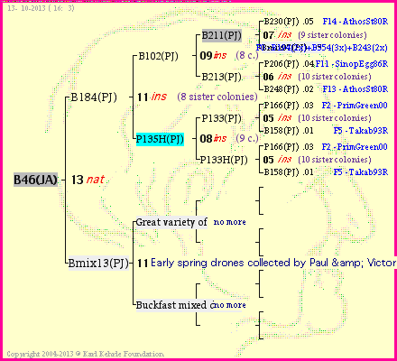 Pedigree of B46(JA) :
four generations presented