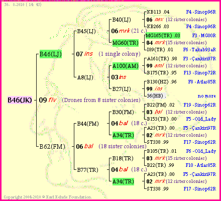 Pedigree of B46(JK) :
four generations presented