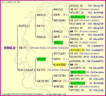 Pedigree of B46(LJ) :
four generations presented