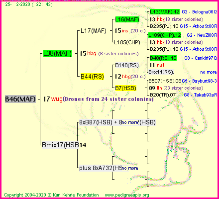 Pedigree of B46(MAF) :
four generations presented<br />it's temporarily unavailable, sorry!