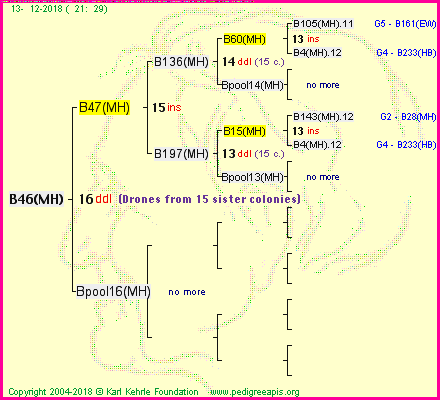 Pedigree of B46(MH) :
four generations presented<br />it's temporarily unavailable, sorry!