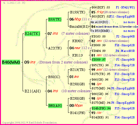 Pedigree of B46(MM) :
four generations presented