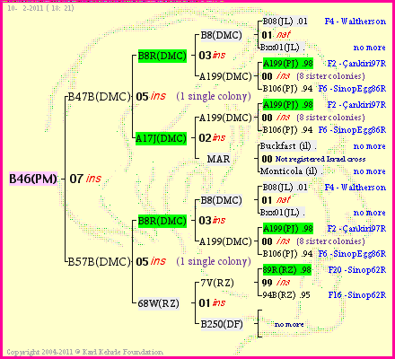 Pedigree of B46(PM) :
four generations presented