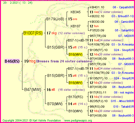 Pedigree of B46(RS) :
four generations presented
it's temporarily unavailable, sorry!