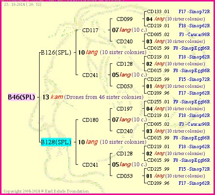 Pedigree of B46(SPL) :
four generations presented