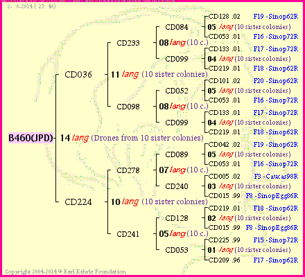 Pedigree of B460(JPD) :
four generations presented