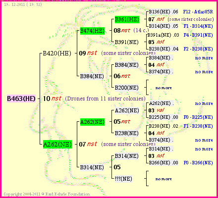 Pedigree of B463(HE) :
four generations presented