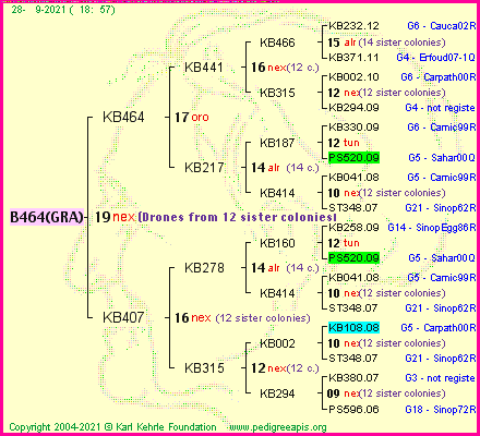 Pedigree of B464(GRA) :
four generations presented
it's temporarily unavailable, sorry!