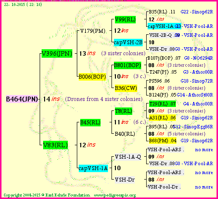 Pedigree of B464(JPN) :
four generations presented