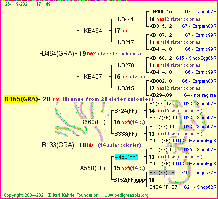 Pedigree of B465(GRA) :
four generations presented
it's temporarily unavailable, sorry!