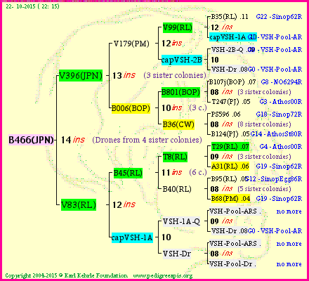 Pedigree of B466(JPN) :
four generations presented