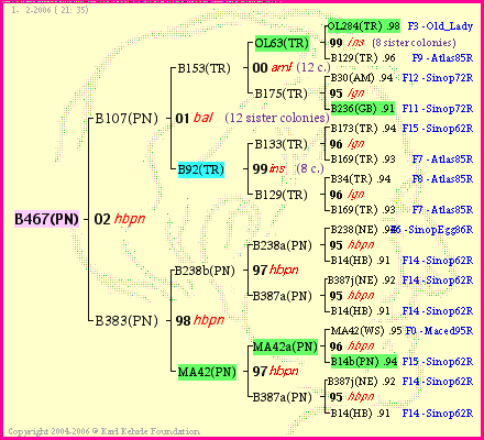 Pedigree of B467(PN) :
four generations presented