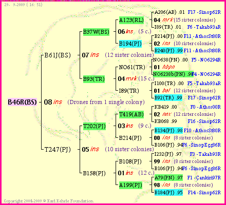 Pedigree of B46R(BS) :
four generations presented