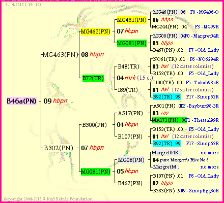 Pedigree of B46a(PN) :
four generations presented