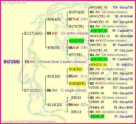 Pedigree of B47(AH) :
four generations presented