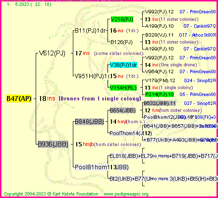 Pedigree of B47(AP) :
four generations presented
it's temporarily unavailable, sorry!