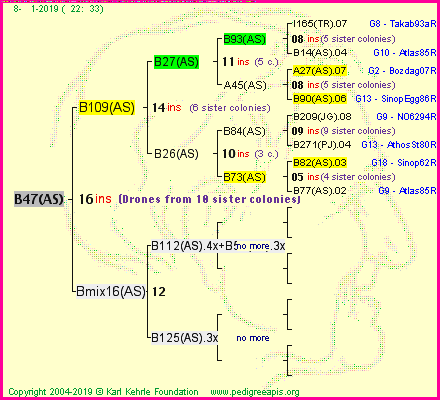 Pedigree of B47(AS) :
four generations presented
it's temporarily unavailable, sorry!