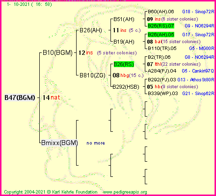 Pedigree of B47(BGM) :
four generations presented
it's temporarily unavailable, sorry!