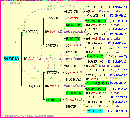 Pedigree of B47(DK) :
four generations presented