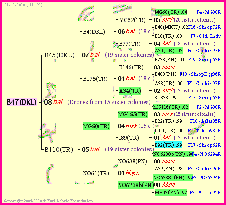 Pedigree of B47(DKL) :
four generations presented