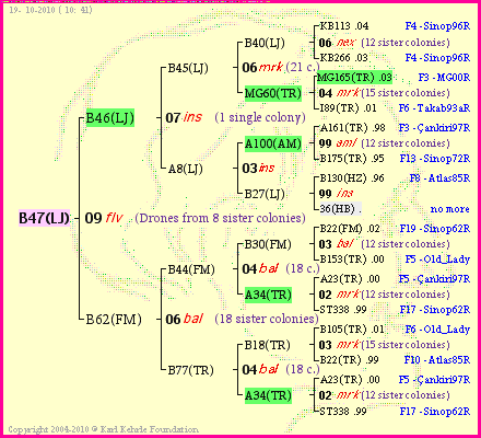 Pedigree of B47(LJ) :
four generations presented