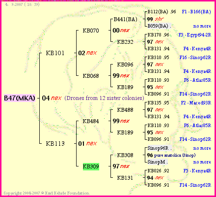 Pedigree of B47(MKA) :
four generations presented