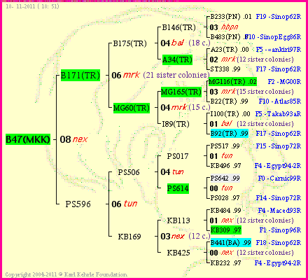 Pedigree of B47(MKK) :
four generations presented
