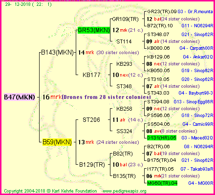 Pedigree of B47(MKN) :
four generations presented<br />it's temporarily unavailable, sorry!