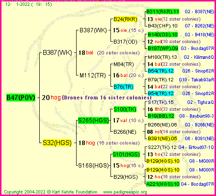 Pedigree of B47(POV) :
four generations presented
it's temporarily unavailable, sorry!