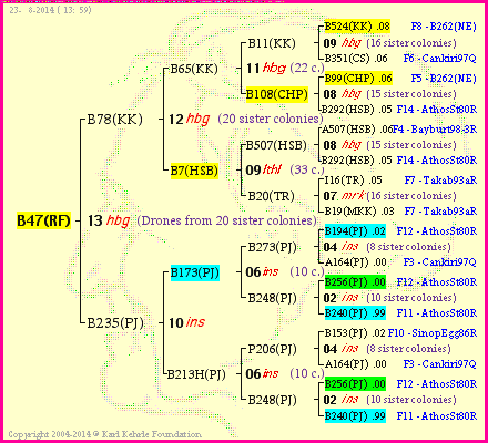 Pedigree of B47(RF) :
four generations presented