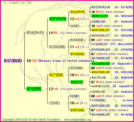 Pedigree of B47(RKR) :
four generations presented
it's temporarily unavailable, sorry!