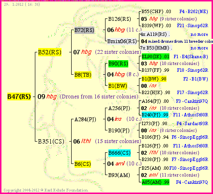 Pedigree of B47(RS) :
four generations presented