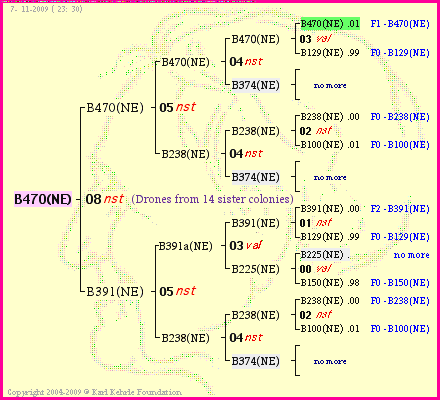 Pedigree of B470(NE) :
four generations presented